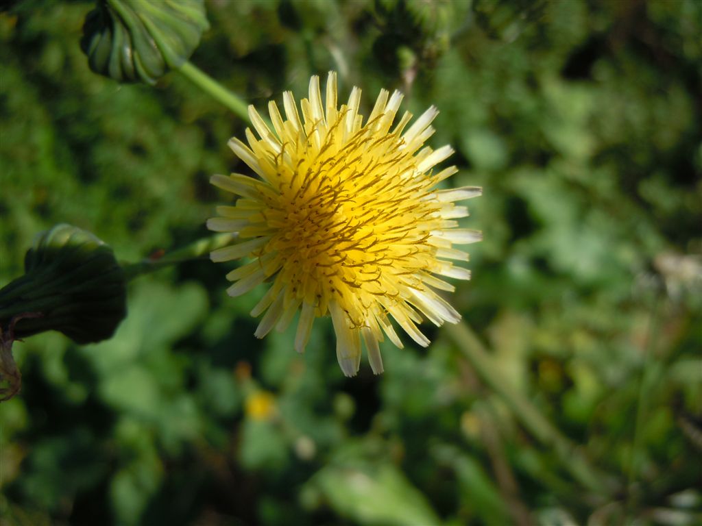 Pianta sul lago D''Averno - Sonchus cfr. tenerrimus